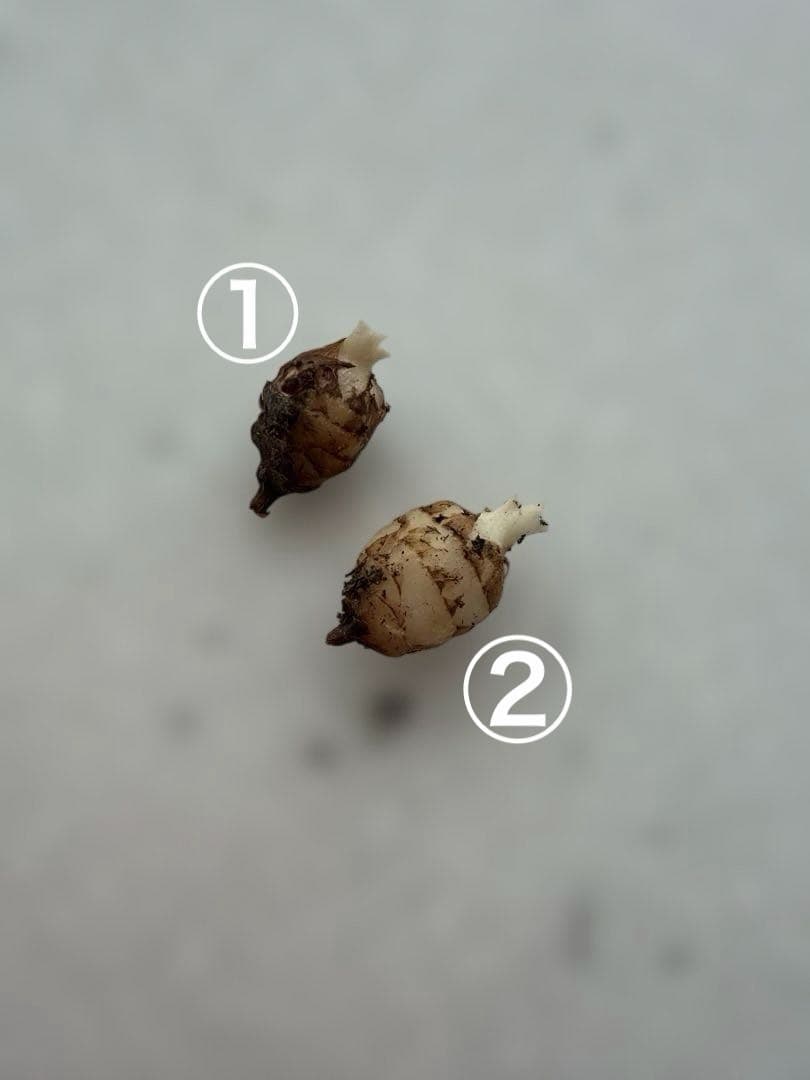 アロカシア アズラニー 斑入り 芋 限定２個