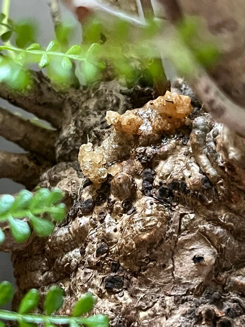 御神木　オペルクリカリア・パキプス　発根済み　盆栽