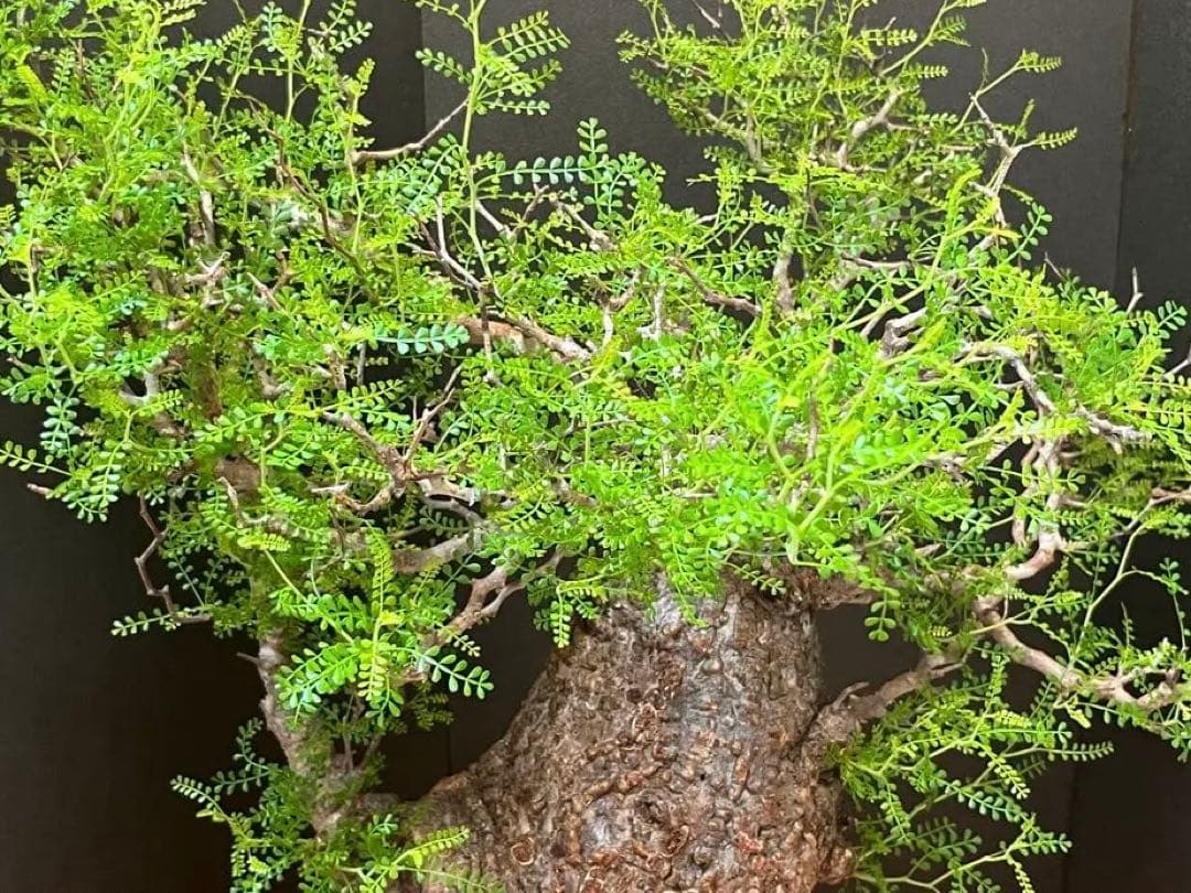 御神木　オペルクリカリア・パキプス　発根済み　盆栽