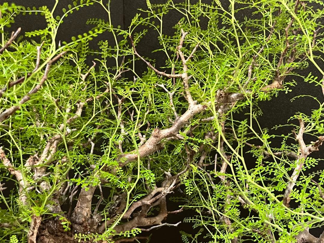 御神木　オペルクリカリア・パキプス　発根済み　盆栽