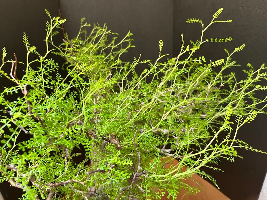 御神木　オペルクリカリア・パキプス　発根済み　盆栽