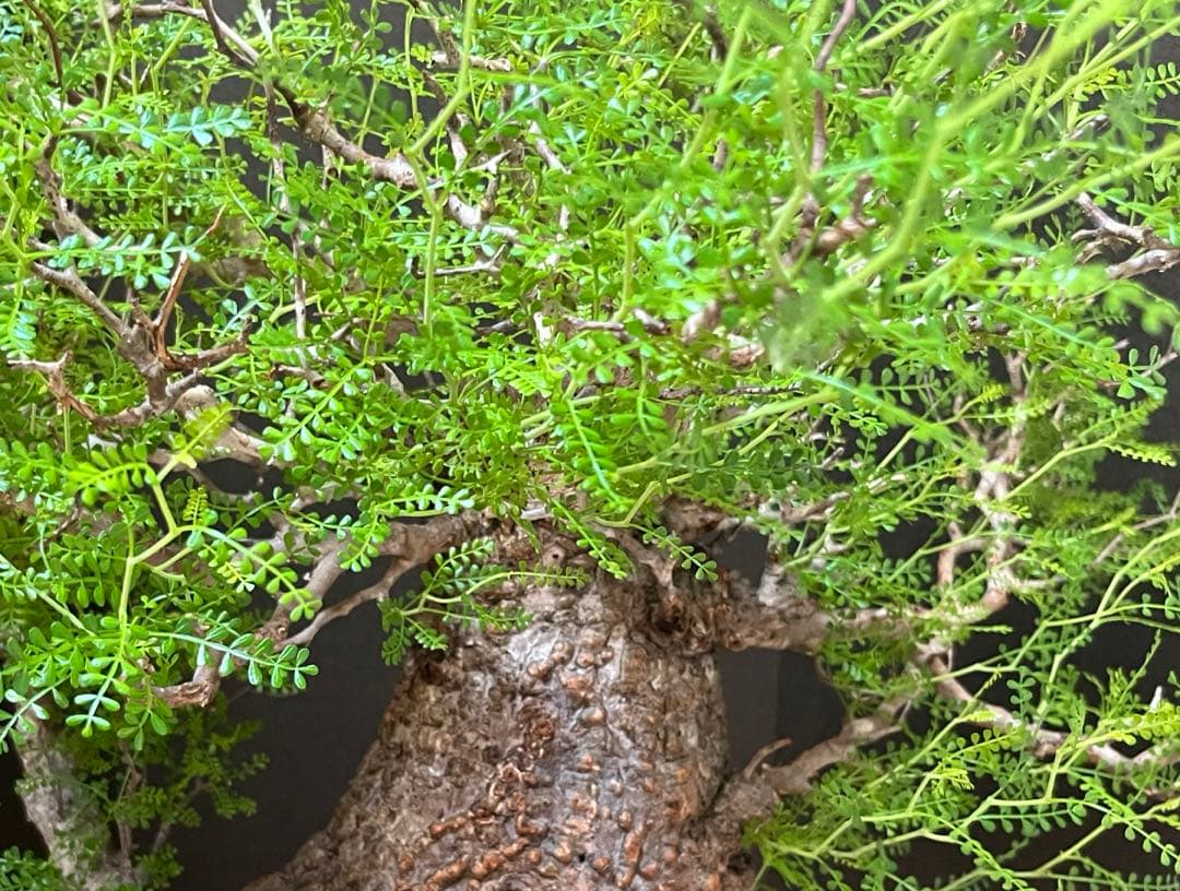 御神木　オペルクリカリア・パキプス　発根済み　盆栽