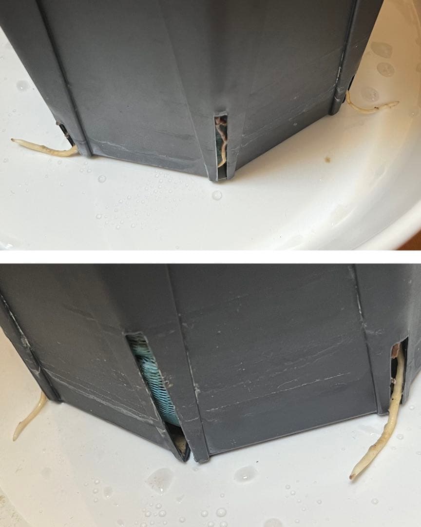 御神木　オペルクリカリア・パキプス　発根済み　盆栽