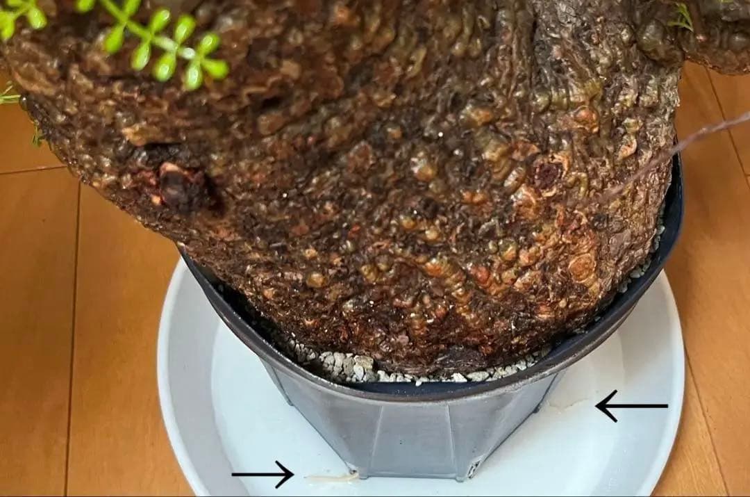 御神木　オペルクリカリア・パキプス　発根済み　盆栽