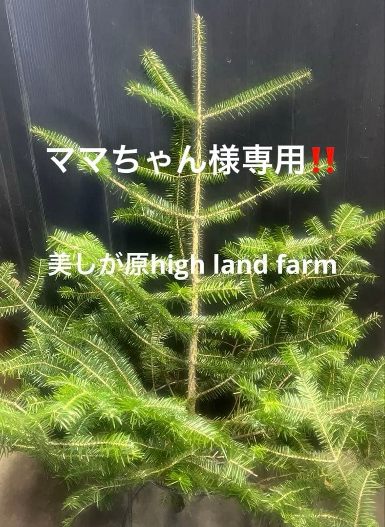 もみの木の苗木約80センチ‼️お客様ご注文品‼️