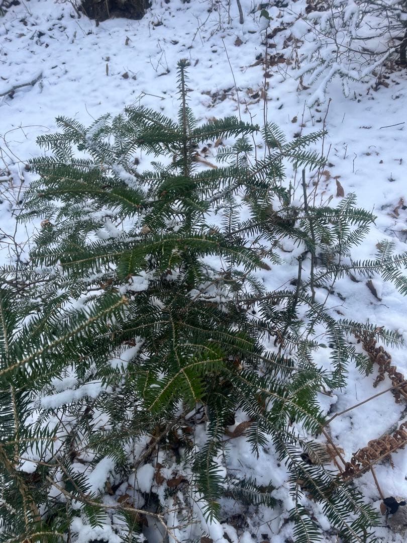 もみの木の苗木約80センチ‼️お客様ご注文品‼️