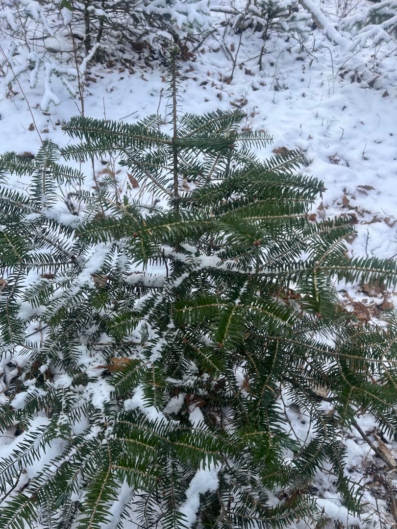 もみの木の苗木約80センチ‼️お客様ご注文品‼️