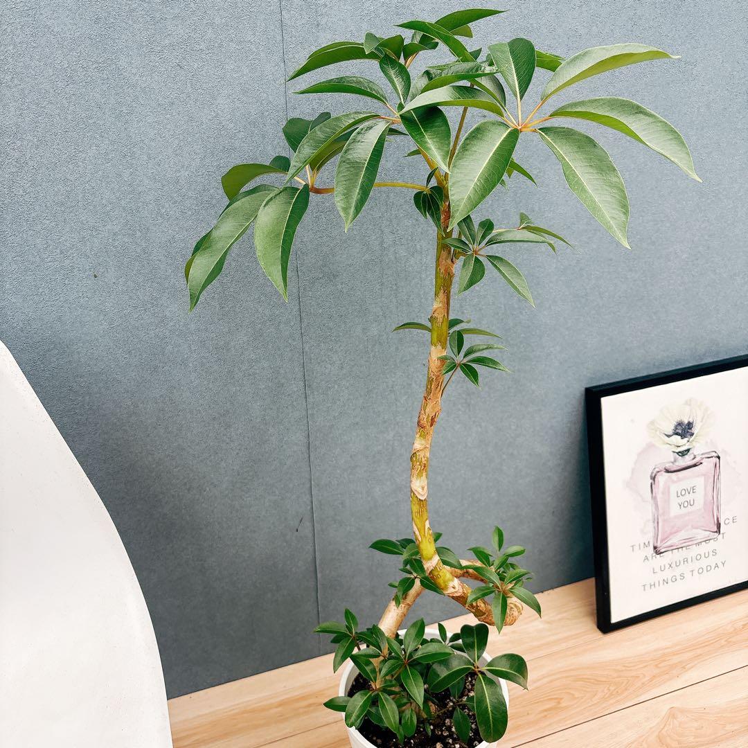 ［現品］A6 ツピタンサス　8号　観葉植物　室内　大型　おしゃれ　人気