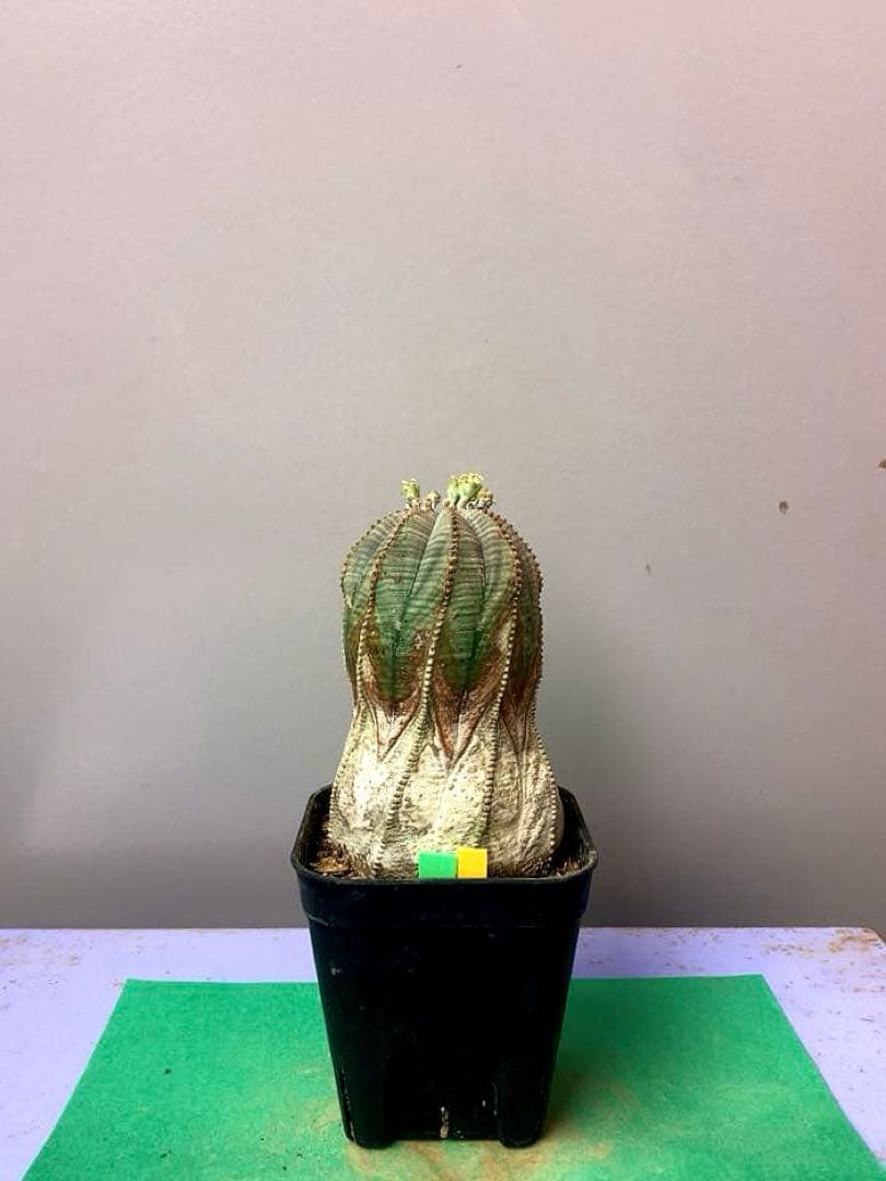 マー君様 リクエスト 2点 まとめ商品