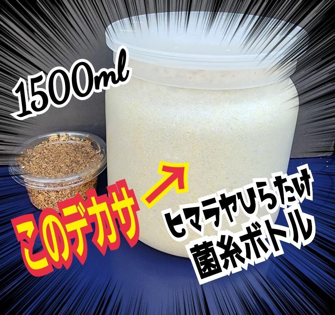極上！ヒマラヤひらたけ菌糸瓶　特大1500mlボトル【8本】トレハロース強化配合
