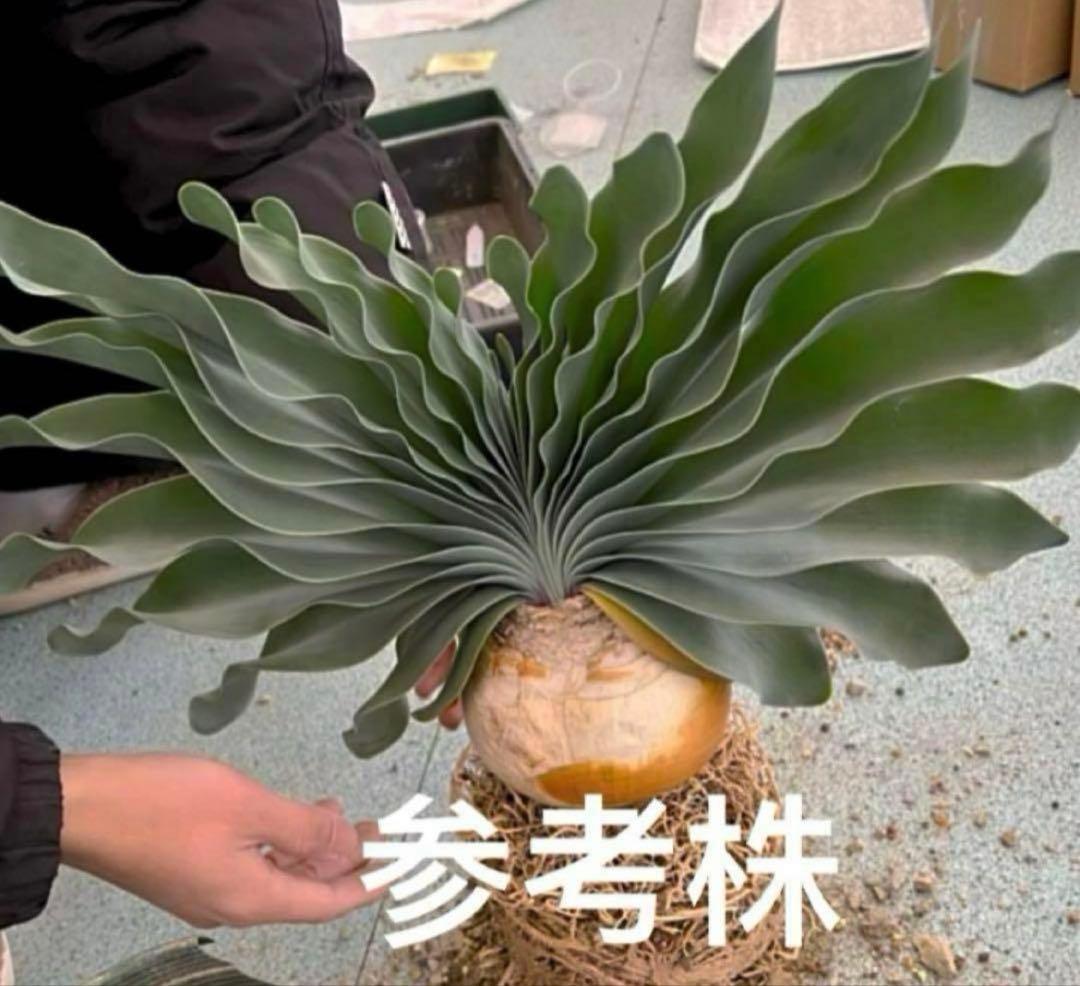 ブーファン　ハエマントイデス　実生苗8苗セット