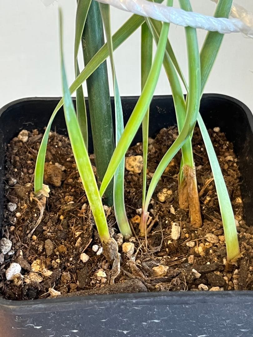 ブーファン　ハエマントイデス　実生苗8苗セット