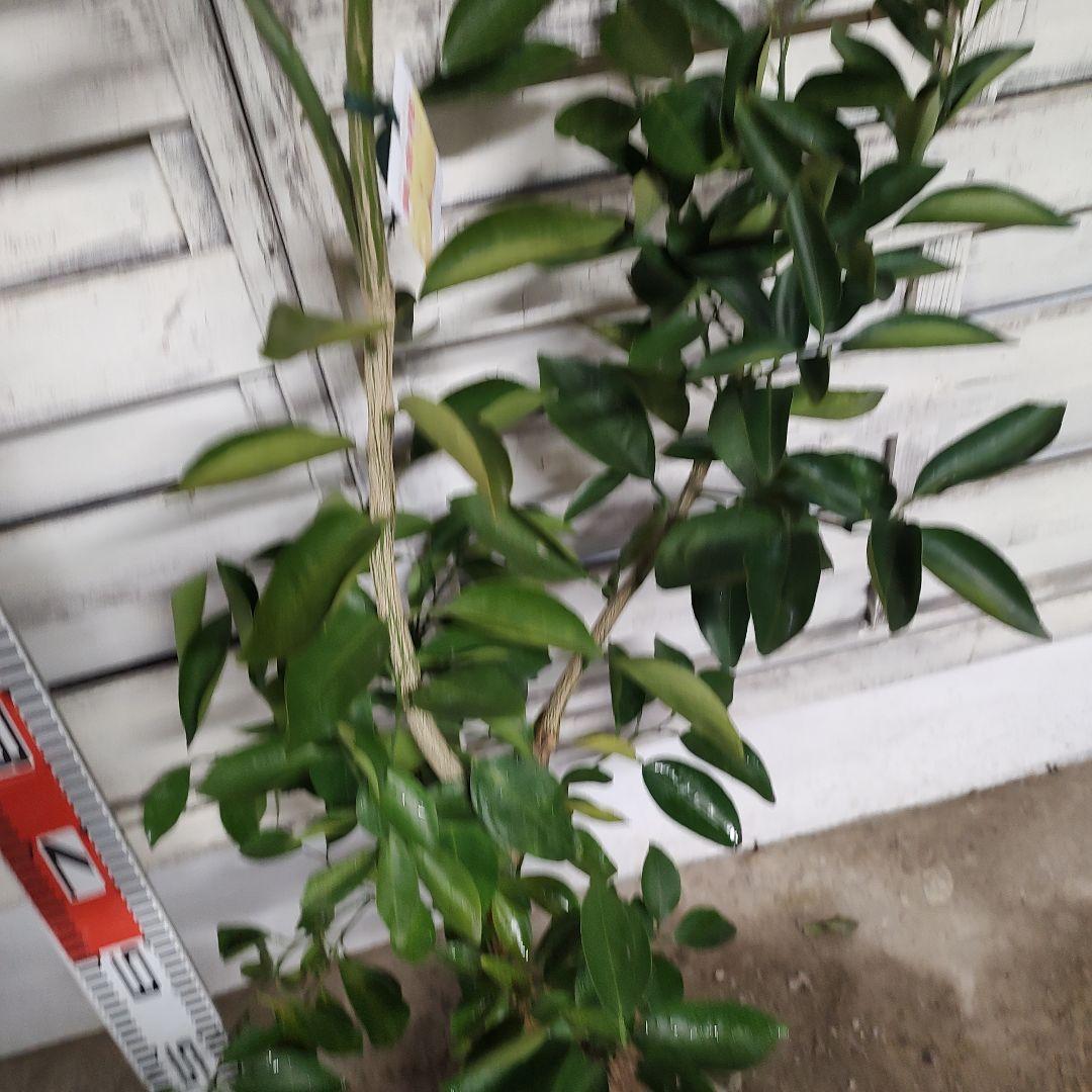 葡萄さま専用 黄金柑 おうごんかん ゴールデンオレンジ 3年生 大苗