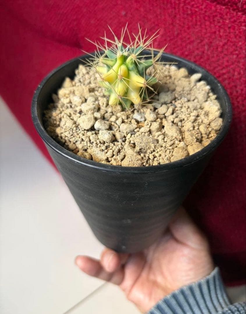 フェロカクタス王冠竜錦◇斑入りドライガーデン多肉サボテン　アガベ