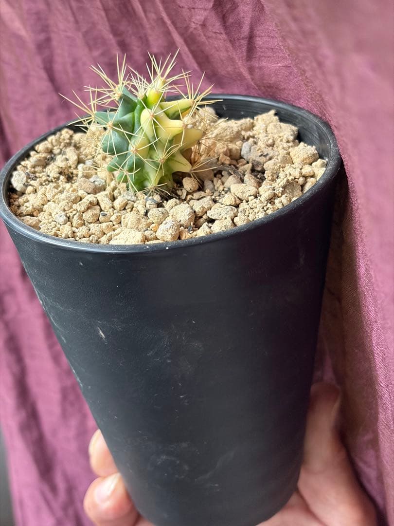 フェロカクタス王冠竜錦◇斑入りドライガーデン多肉サボテン　アガベ