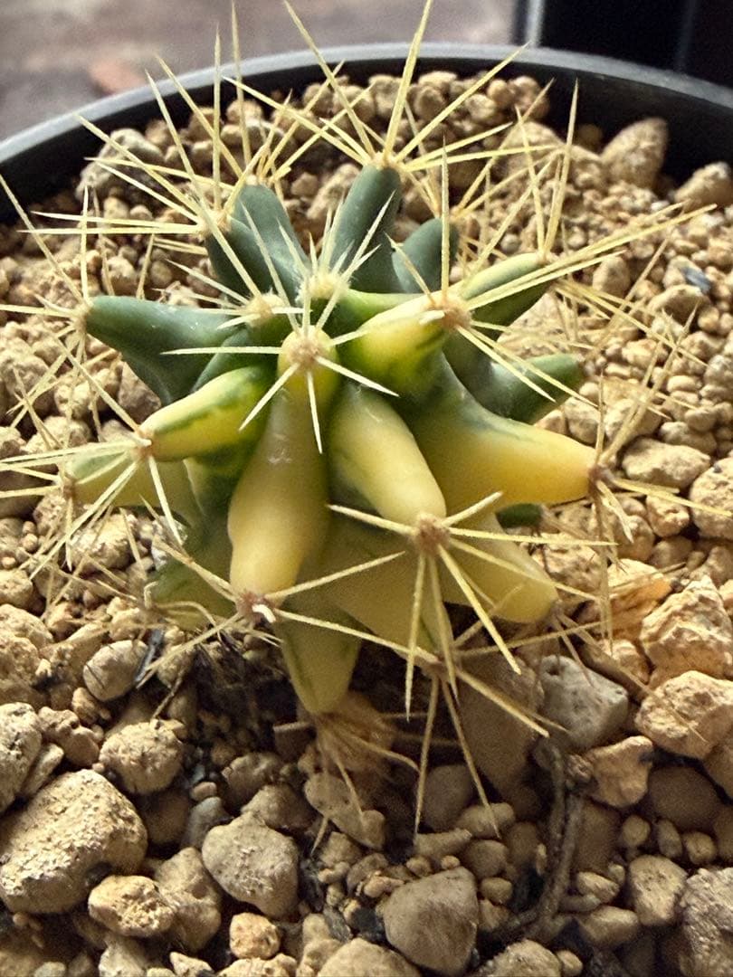 フェロカクタス王冠竜錦◇斑入りドライガーデン多肉サボテン　アガベ