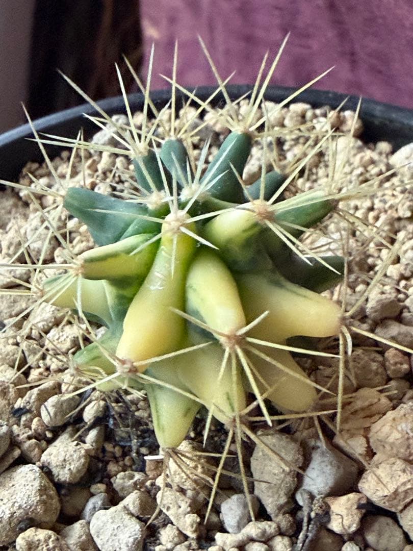 フェロカクタス王冠竜錦◇斑入りドライガーデン多肉サボテン　アガベ