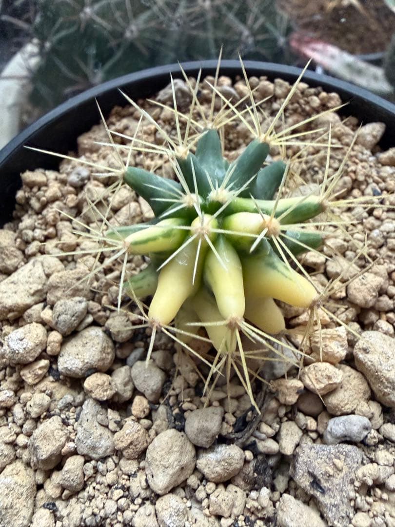 フェロカクタス王冠竜錦◇斑入りドライガーデン多肉サボテン　アガベ