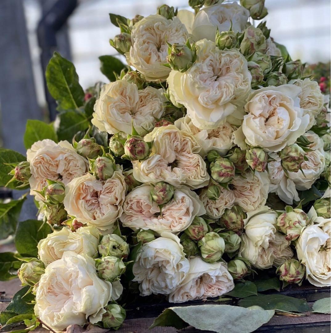 バラ苗　海外切り花品種　接木