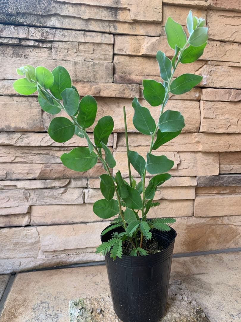 大人気希少✴️ミモザ ✴️ アカシア パール ✴️