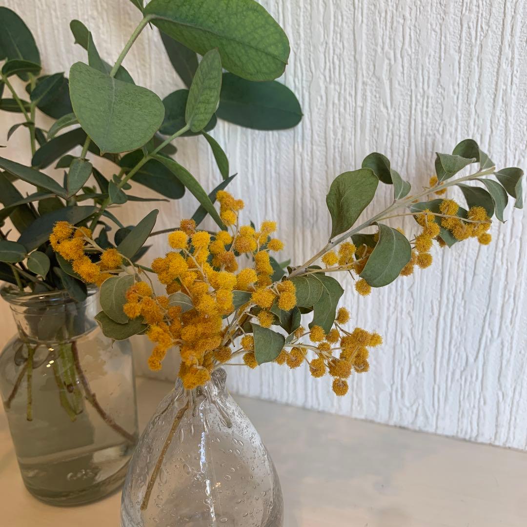 大人気希少✴️ミモザ ✴️ アカシア パール ✴️