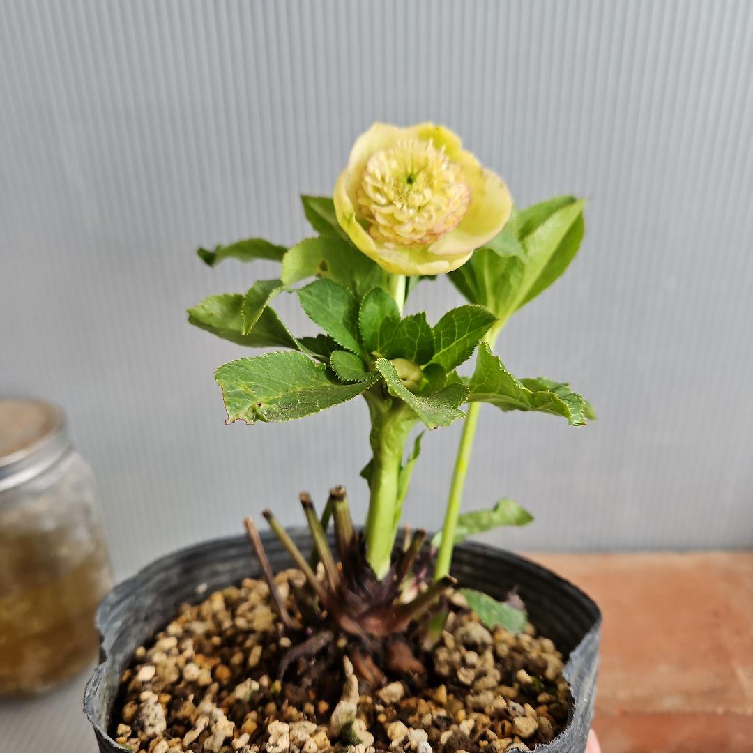 ㉖-34クリスマスローズ