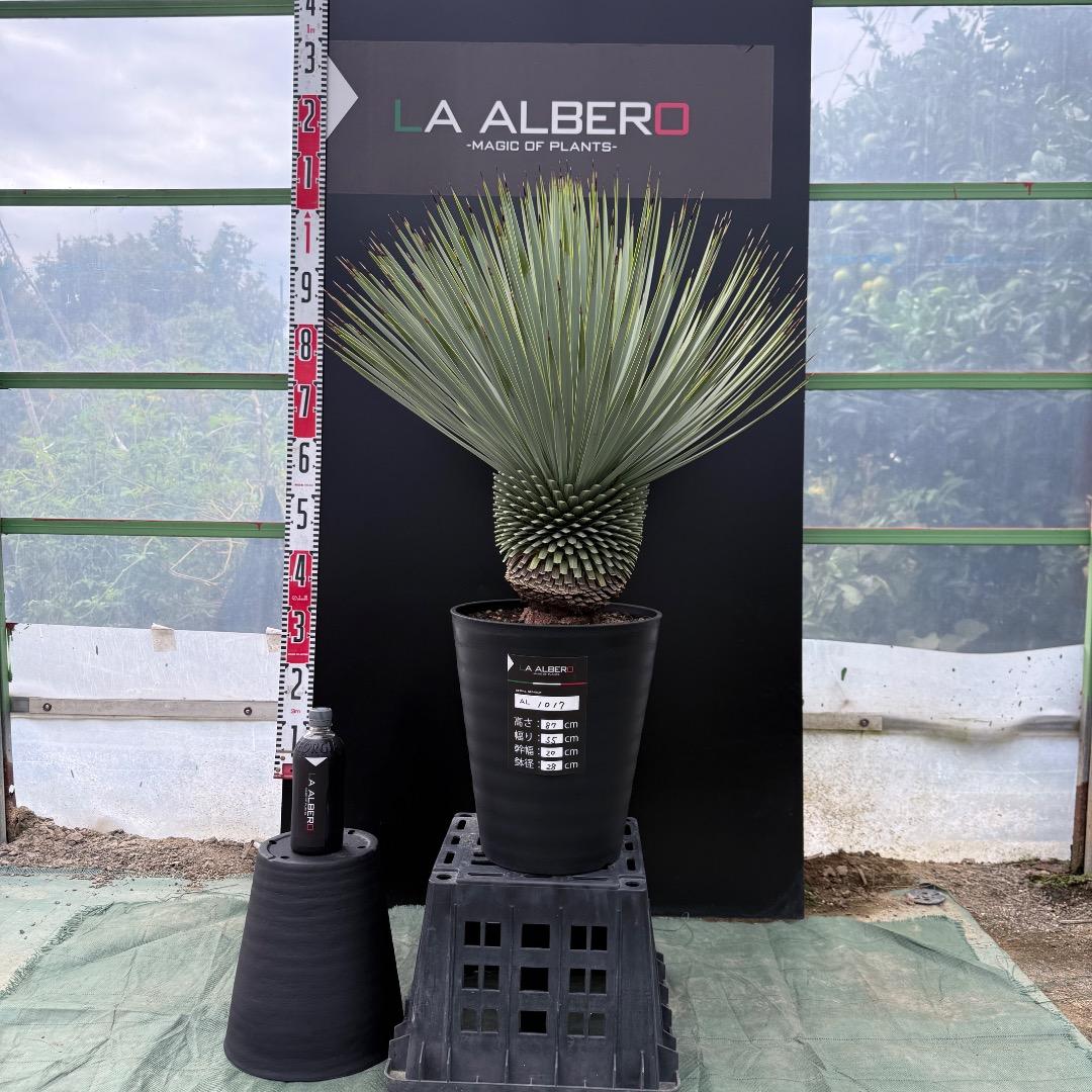 【AL1017】ユッカ　ロストラータ