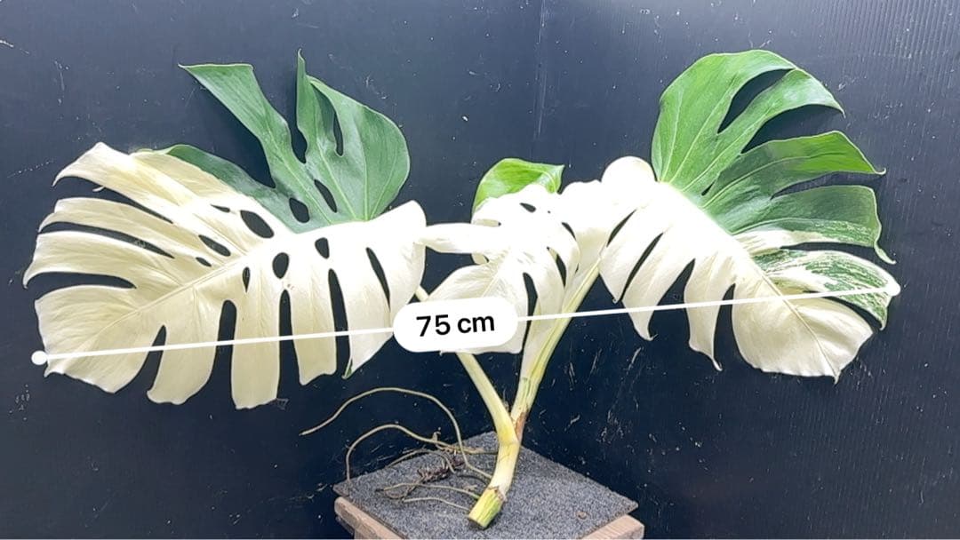 ぶ*こ様 斑入りモンステラホワイトタイガーハーフムーントップカット葉3枚幅75㎝