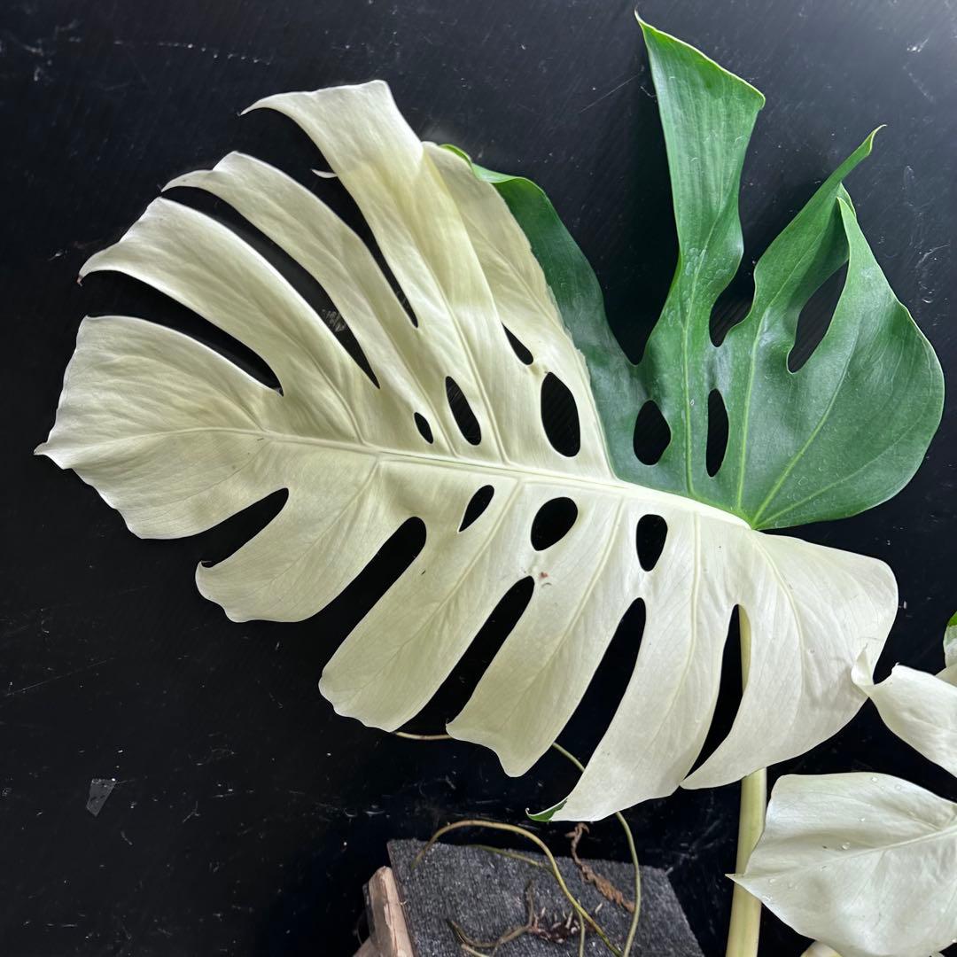 ぶ*こ様 斑入りモンステラホワイトタイガーハーフムーントップカット葉3枚幅75㎝