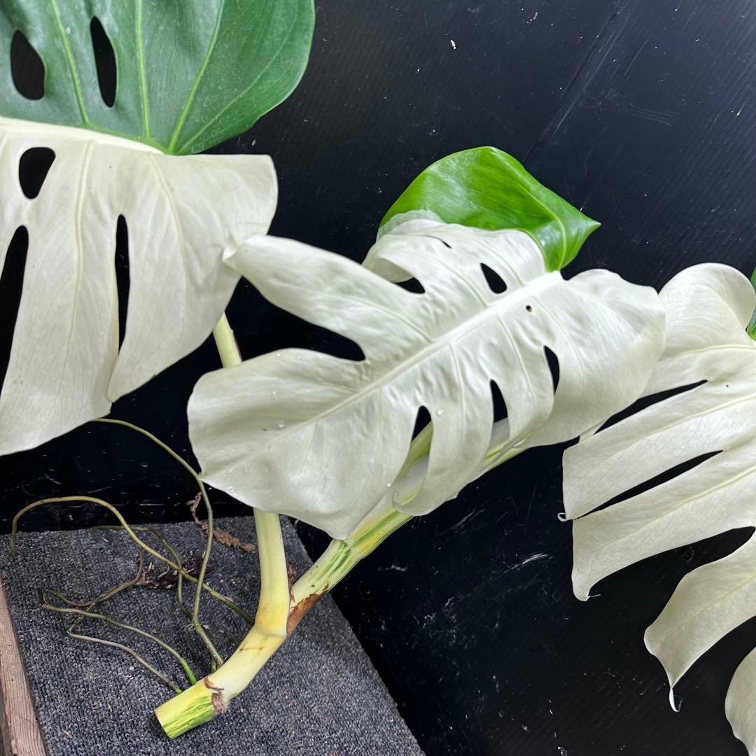 ぶ*こ様 斑入りモンステラホワイトタイガーハーフムーントップカット葉3枚幅75㎝