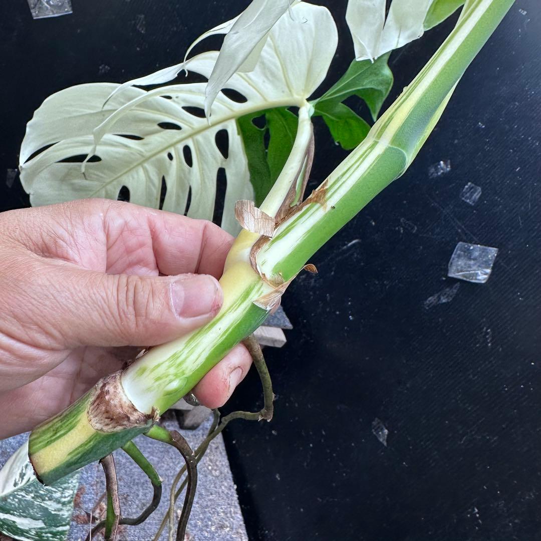 ぶ*こ様 斑入りモンステラホワイトタイガーハーフムーントップカット葉3枚幅75㎝