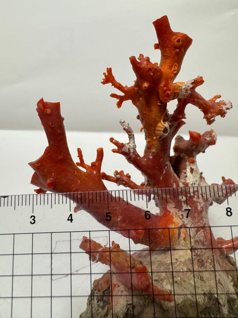 赤い珊瑚の置物 約15cm