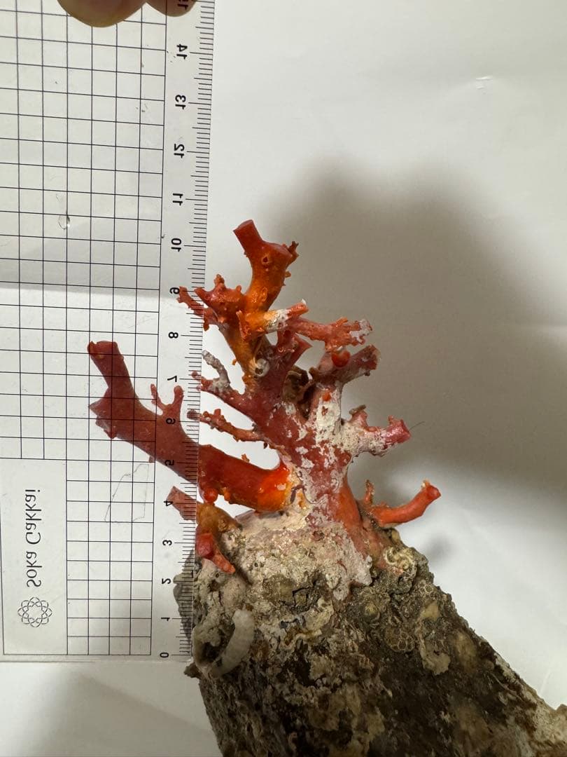 赤い珊瑚の置物 約15cm