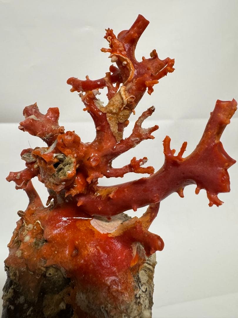 赤い珊瑚の置物 約15cm