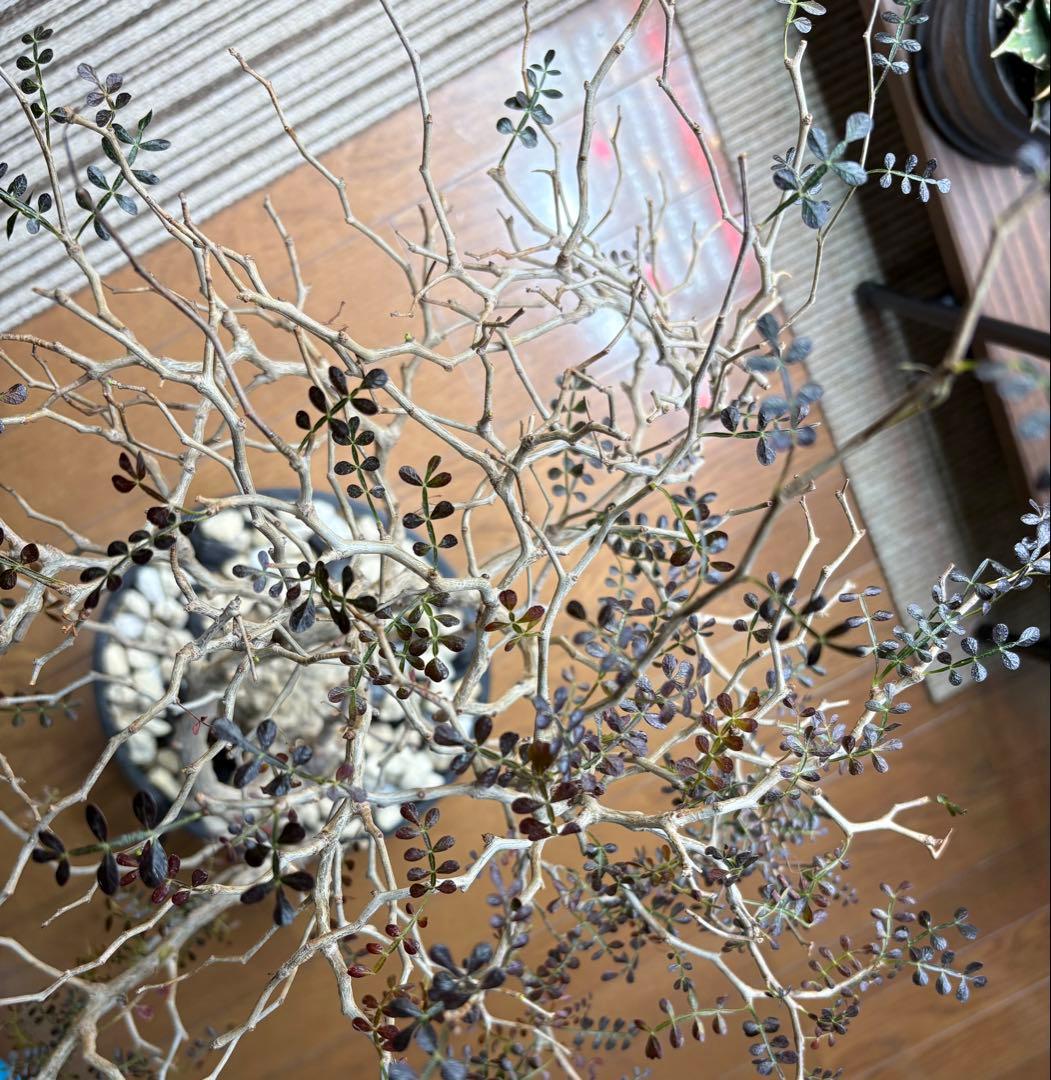 断捨離中　オペルクルカリア　パプキス　現地株　発根済