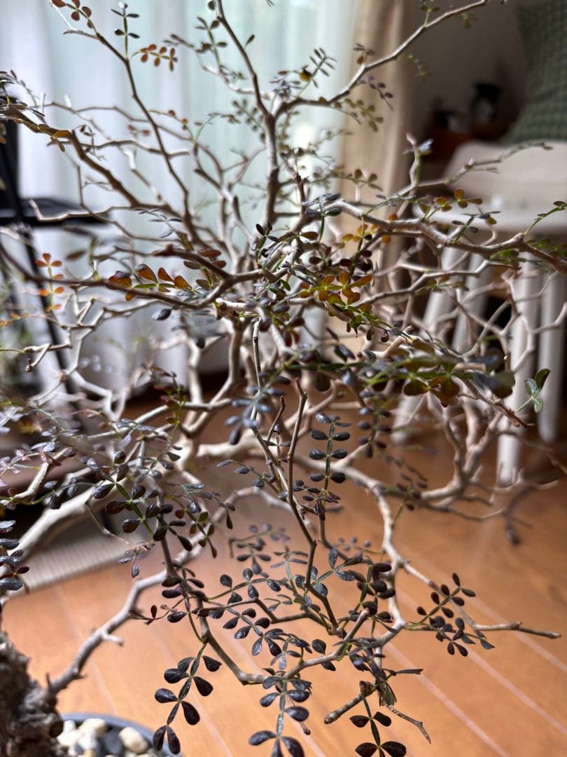 断捨離中　オペルクルカリア　パプキス　現地株　発根済