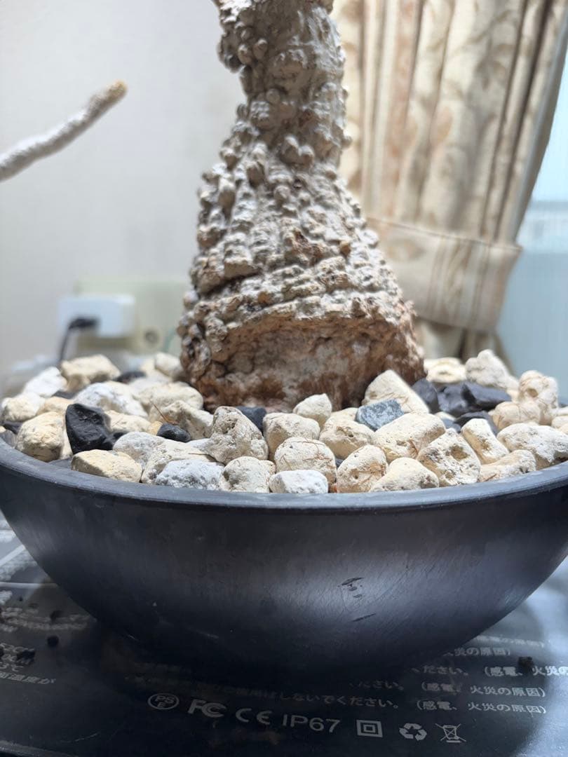 断捨離中　オペルクルカリア　パプキス　現地株　発根済