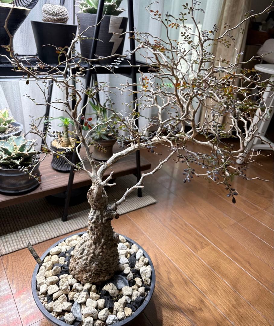 断捨離中　オペルクルカリア　パプキス　現地株　発根済