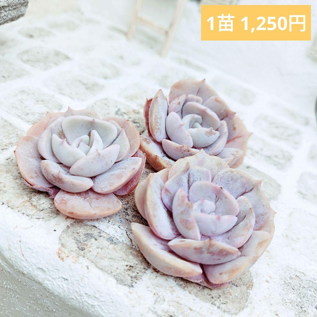 リラシナ変異◎多肉植物 カット苗 韓国苗 エケベリア等