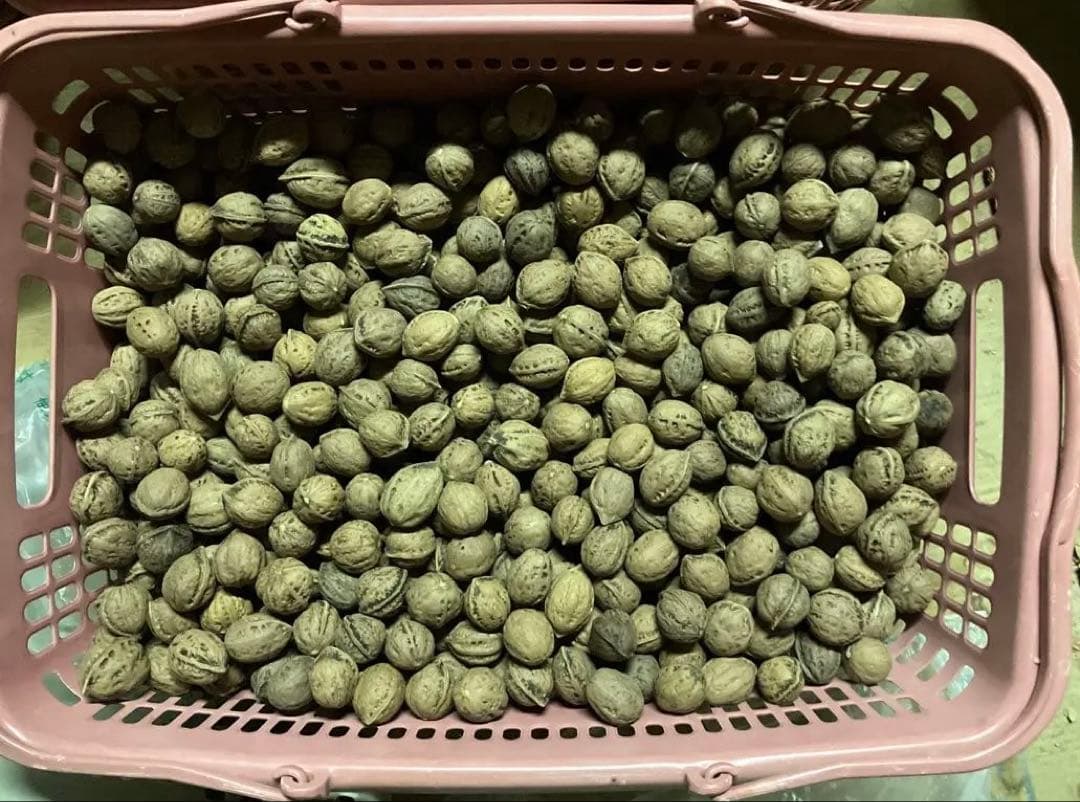 限定値下げ　R 令和7年産　オニクルミ（鬼胡桃・鬼クルミ）約10kg