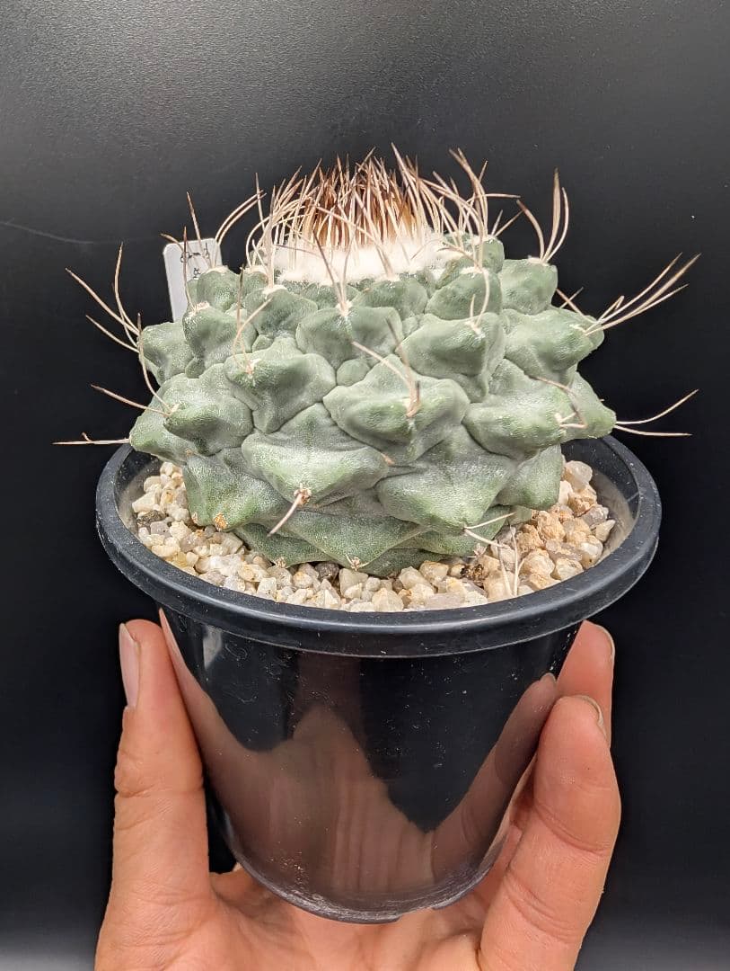 1*o様 菊水 大型タイプ国内実生 鉢植え メルカリ便送料込み