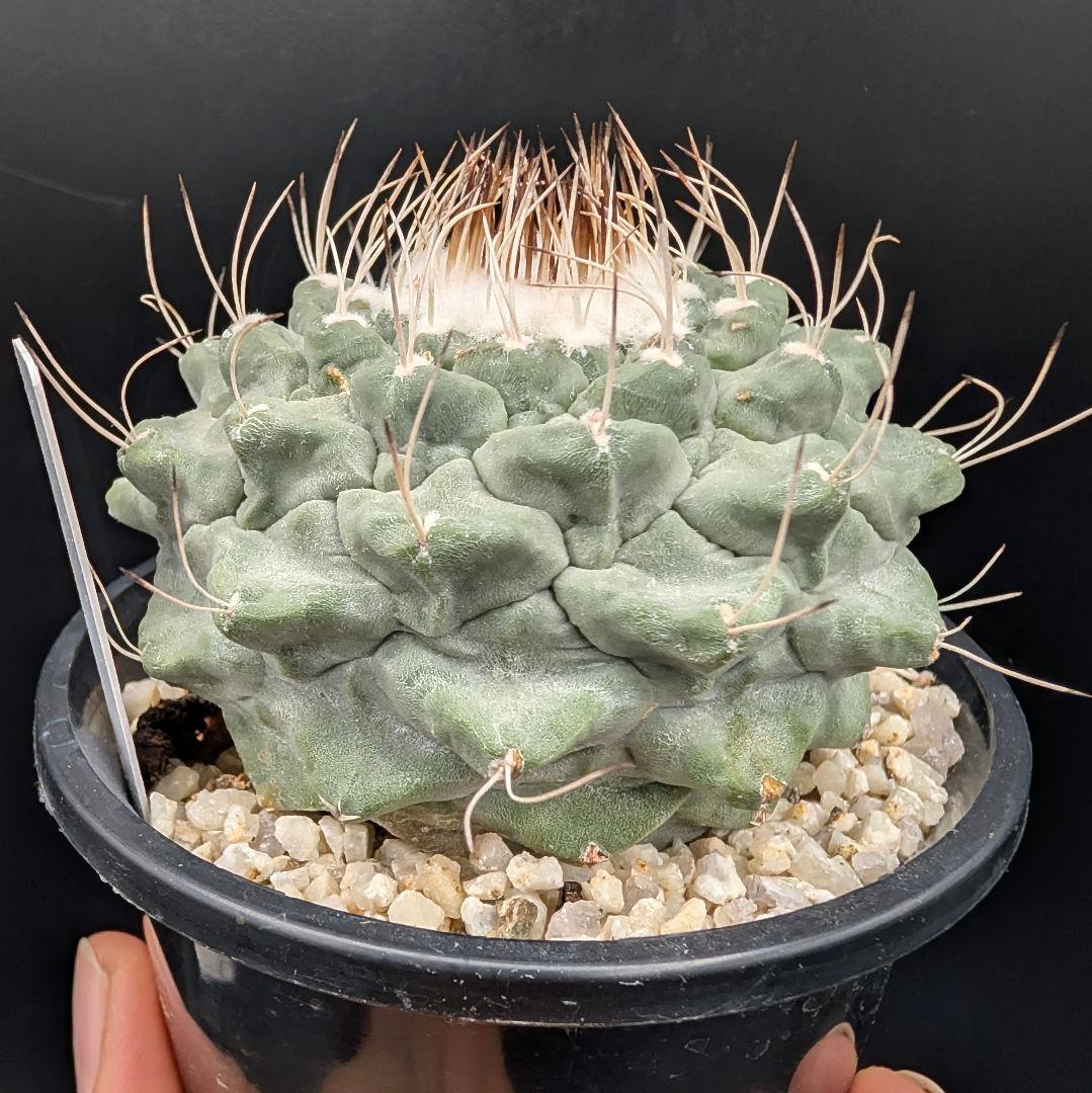 1*o様 菊水 大型タイプ国内実生 鉢植え メルカリ便送料込み