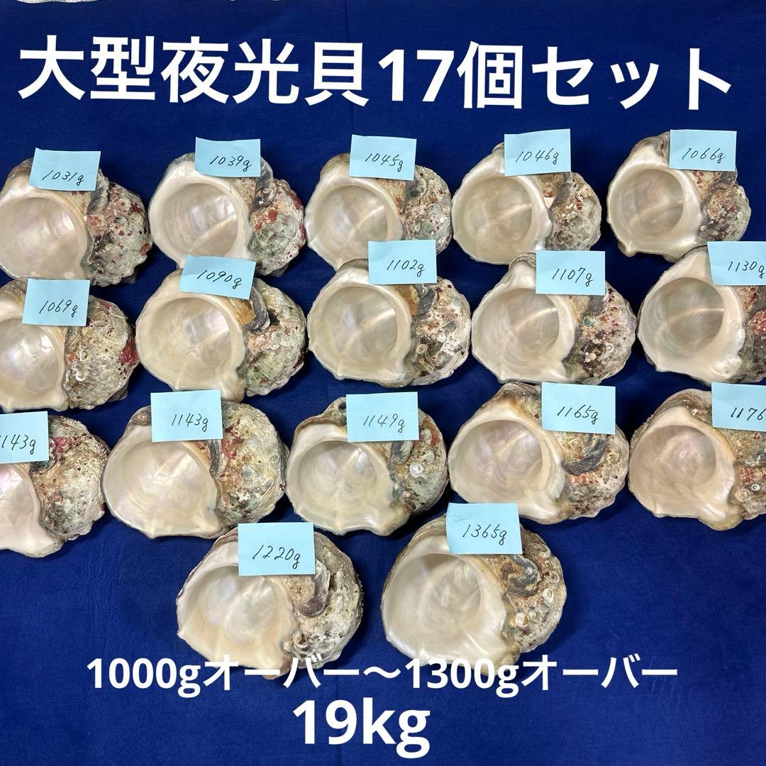 大型夜光貝　ヤコウ貝　まとめ売り　17個　19kg アクセサリー　ルアー