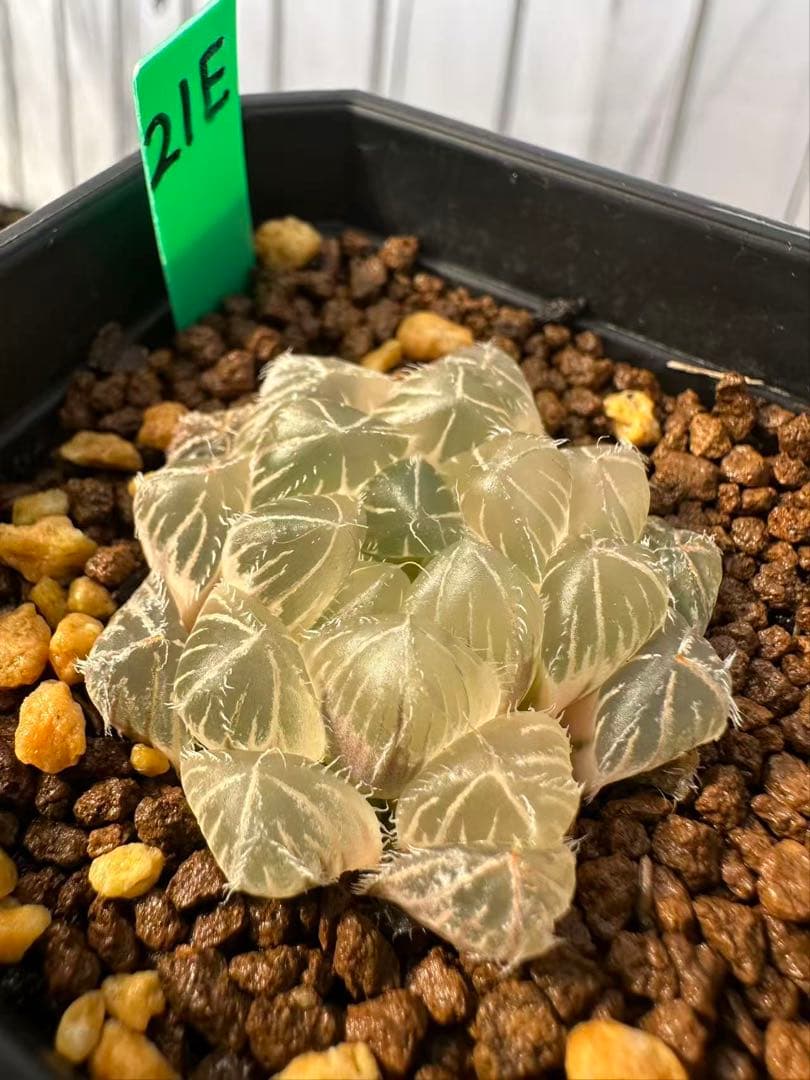 21E 多肉植物 ハオルチア 白赤線オブツーサ錦糊斑