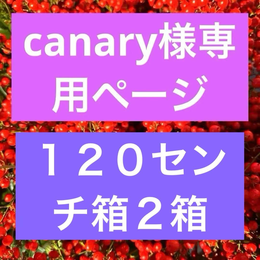 枝・実・果実 canary
