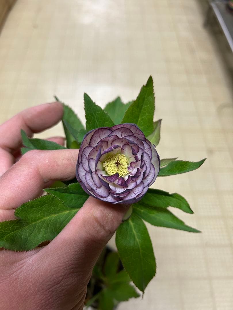 ホワイトレッドストライプ交配 加藤農園クリスマスローズ同梱可能