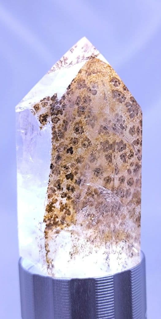 デンドリティック　ゴールデンヒーラー　ポイント　虹　豹柄　リバーシブル