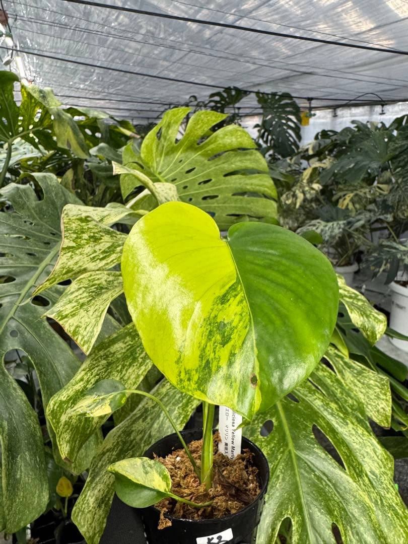 ち*。様 K2モンステラ　イエローマリリン　黄斑入り