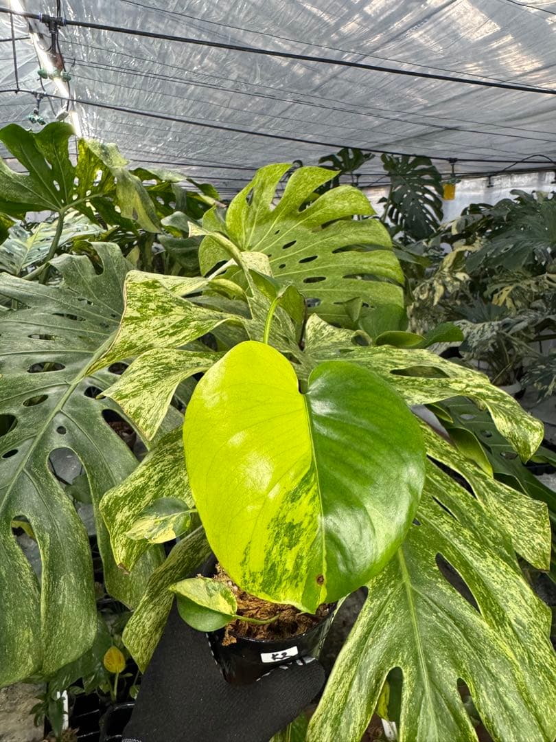 ち*。様 K2モンステラ　イエローマリリン　黄斑入り