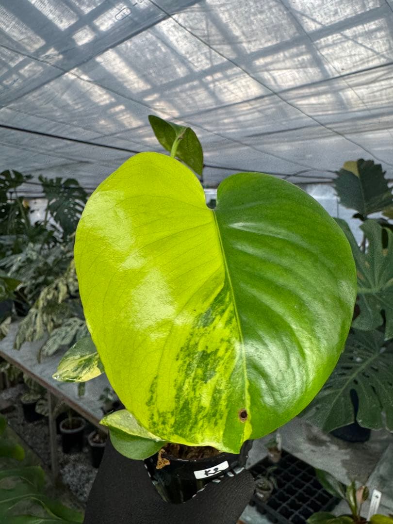 ち*。様 K2モンステラ　イエローマリリン　黄斑入り